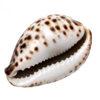 Cowrie Shell Natural Shells